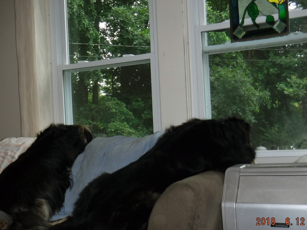 Bailey & Rocky at the living room windows - June 2018